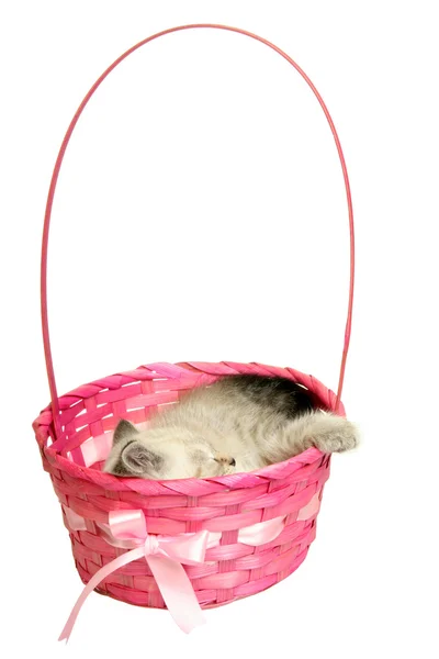 Gatinho dormindo em uma cesta — Fotografia de Stock