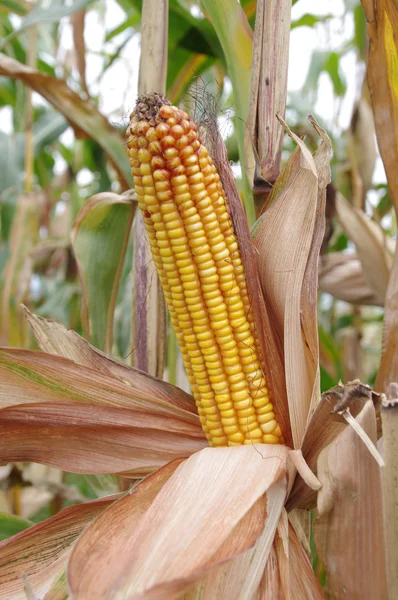 Corn-cob — Stock Photo, Image