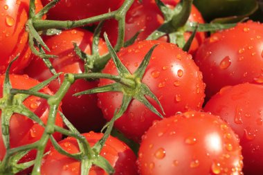 Wet, fresh tomatoes clipart