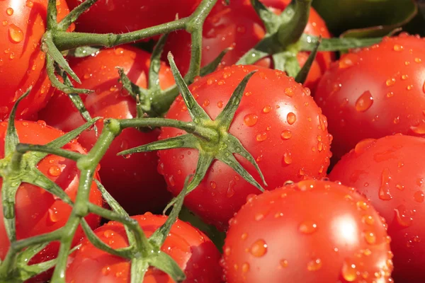 Mokre, świeże pomidory — Zdjęcie stockowe