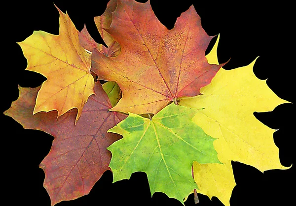 孤立的彩色的树叶 — 图库照片