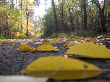 sonbahar yaprakları sonbaharda orman yolu