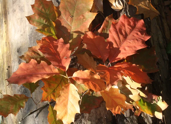 Kolorowe liście dębu — Zdjęcie stockowe