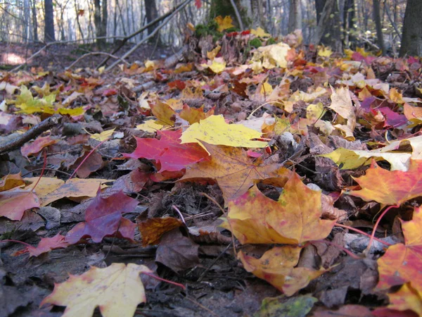 Colored Fall leaves in autumn on the forest ground — Stock Photo, Image