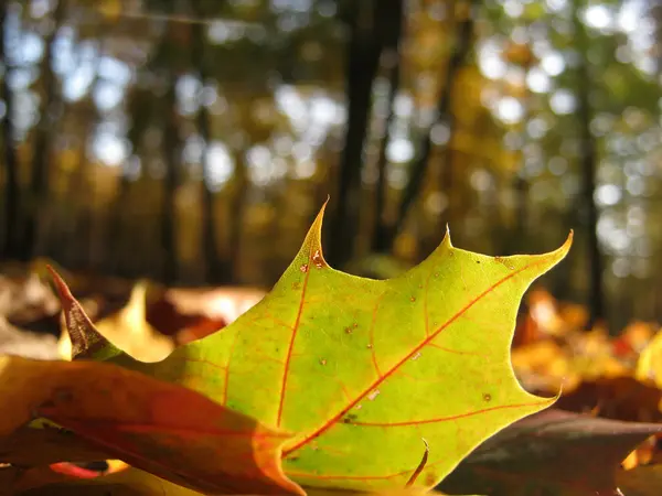 Folhas de outono coloridas no chão da floresta — Fotografia de Stock