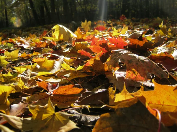Upadku kolorowych liści jesienią na terenie lasu — Zdjęcie stockowe
