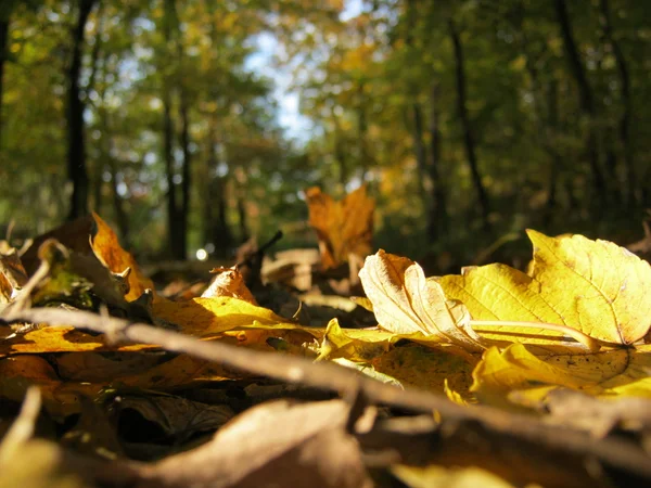 Fall leaves in autumn on the forest ground — Stock Photo, Image