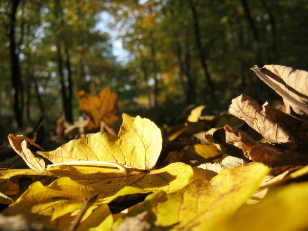 Folhas de queda no outono no chão da floresta — Fotografia de Stock