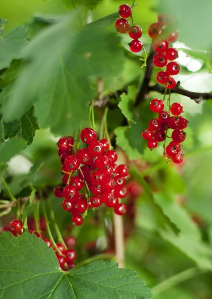 Stock image Redcurrant