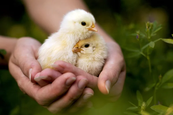 A kezében a csirkék — Stock Fotó