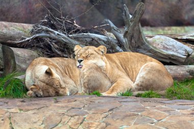 Lions on the nature clipart