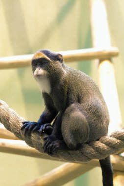 Monkey in a zoo clipart