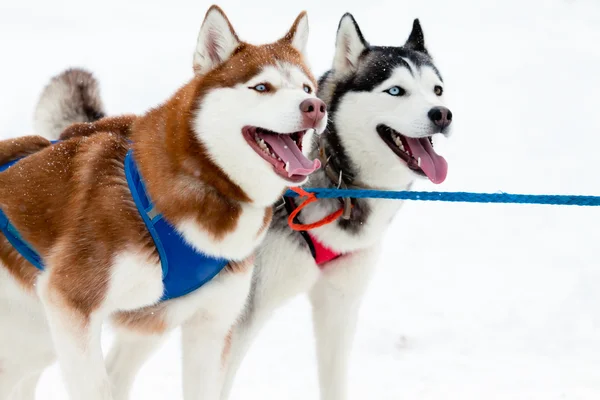 Pair of sled dogs — Stock Photo, Image