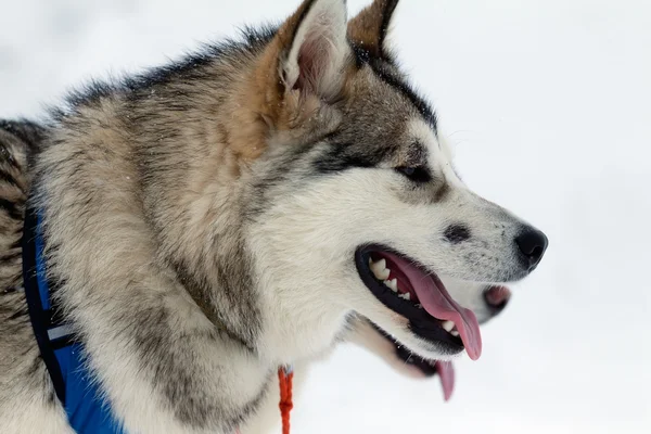 Pembe bir dili ile köpek — Stok fotoğraf