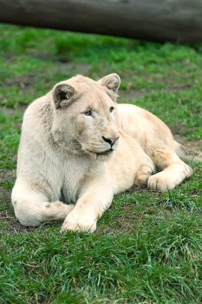 stock image White lioness