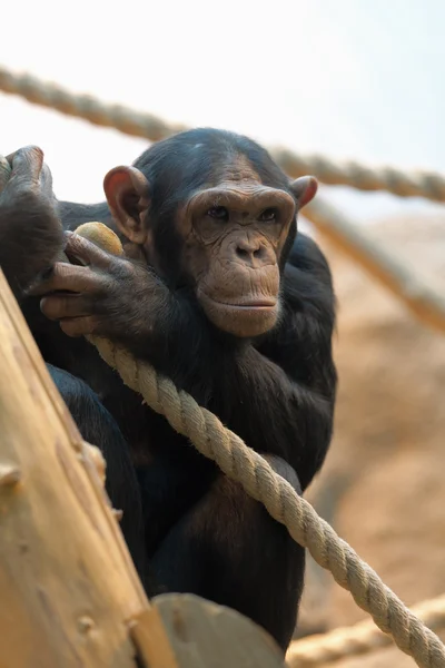 Mono con melocotón —  Fotos de Stock