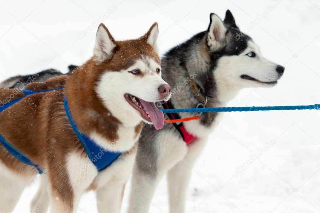 Sled dogs with blue eyes