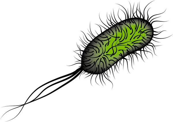 E. coli Bacterias aisladas sobre fondo blanco — Archivo Imágenes Vectoriales
