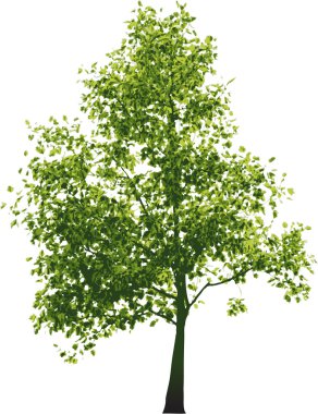 Vector green tree clipart