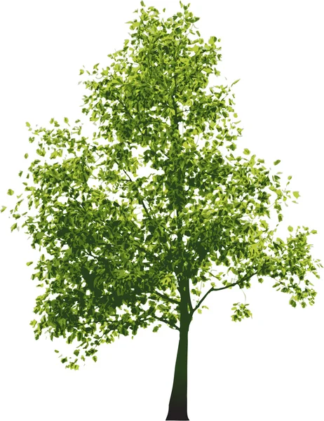 Векторное зелёное дерево — стоковый вектор