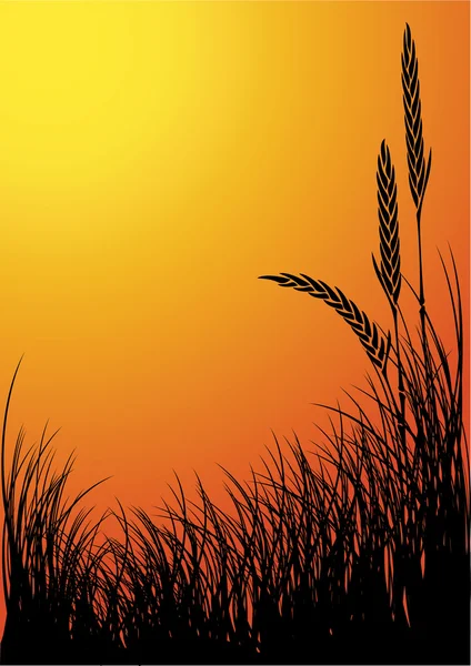 Silhouette de seigle fond vectoriel coucher de soleil — Image vectorielle