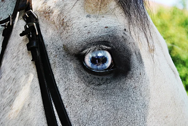 stock image Beautiful white horse with blue eyes