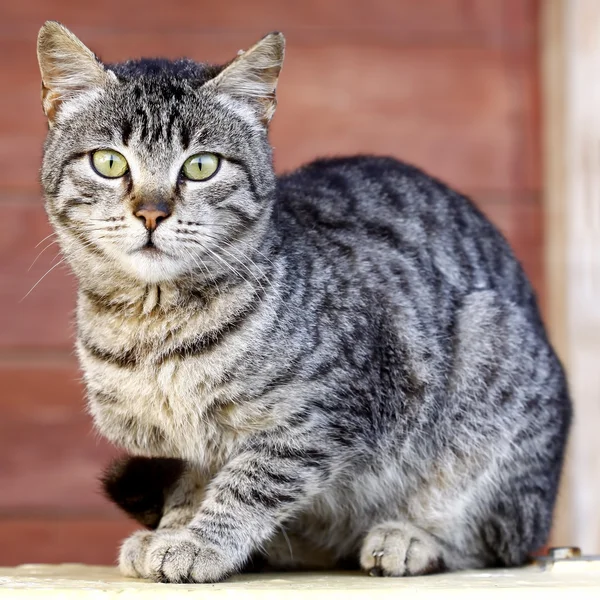 stock image Cat looking at the camera