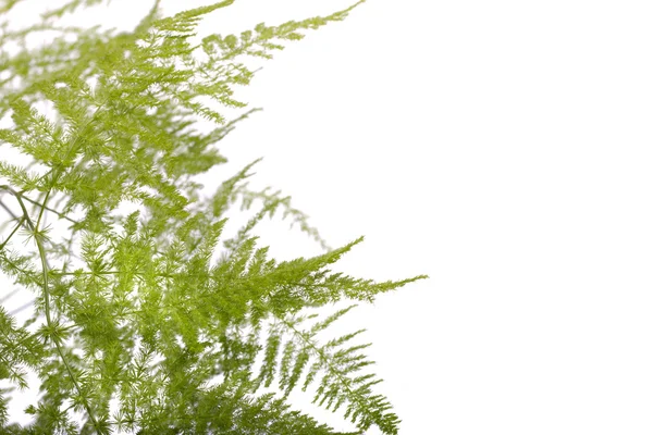 펀 아스파라거스 정원 식물 — 스톡 사진