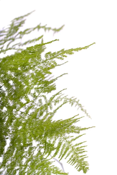 シダのアスパラガスの庭の植物 — ストック写真