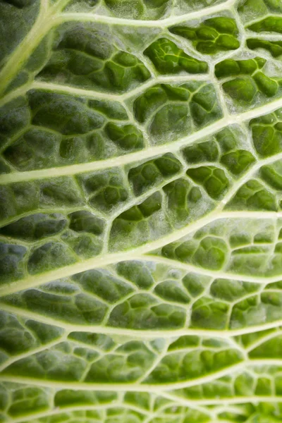 stock image Fresh savoy cabbage