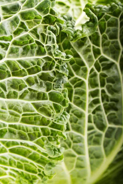 stock image Fresh savoy cabbage