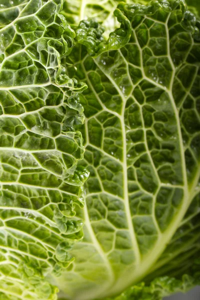Stock image Fresh savoy cabbage