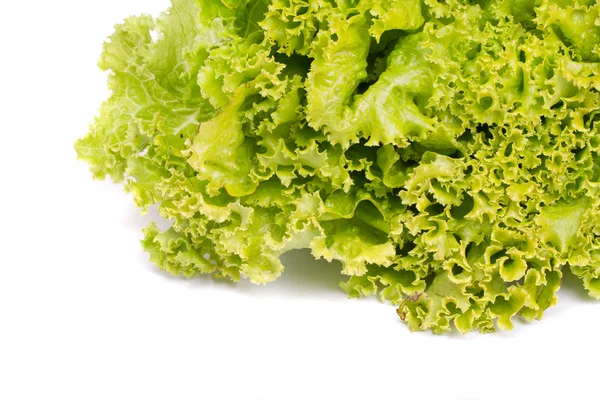 stock image Fresh lettuce