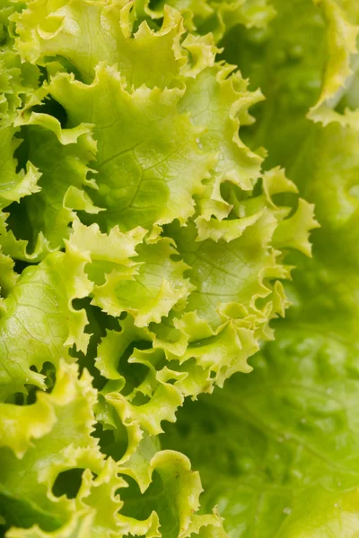 stock image Fresh lettuce