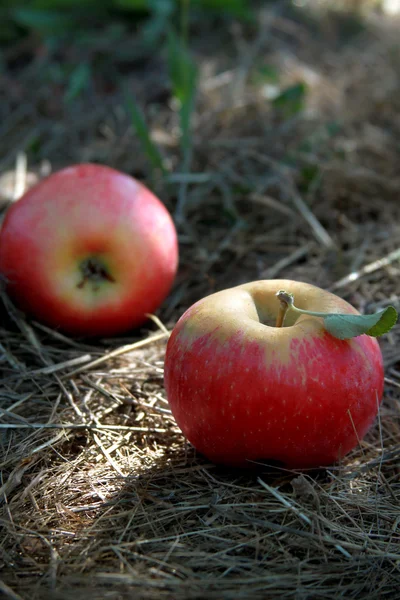 Apfelpflückzeit — Stockfoto
