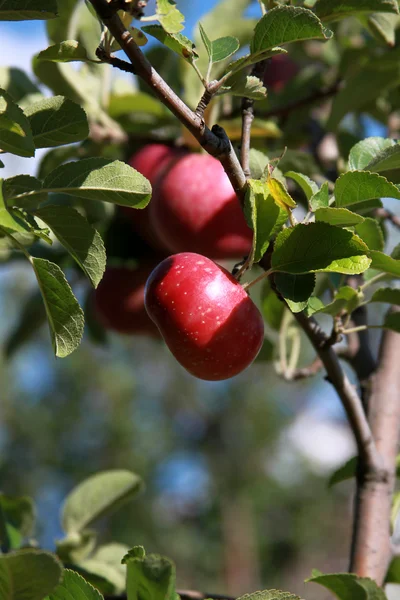 Frische Äpfel am Baum — Stockfoto