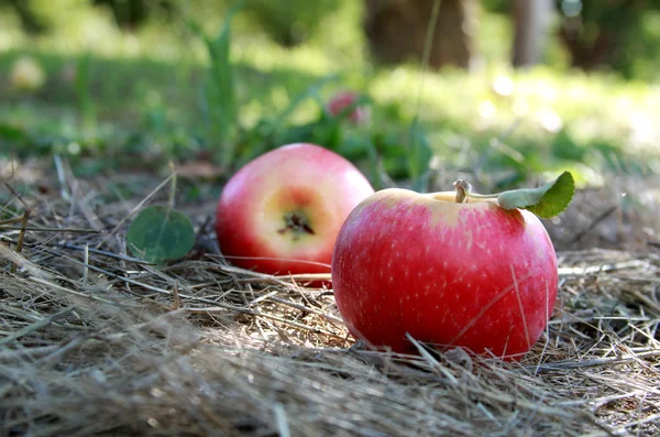Pommes fraîches dans le verger — Photo