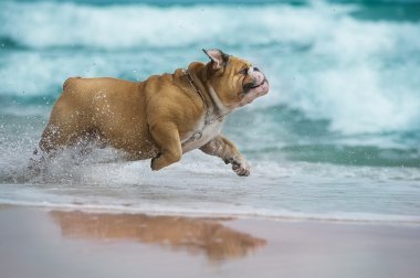 Denizde çalışan mutlu köpek bulldog