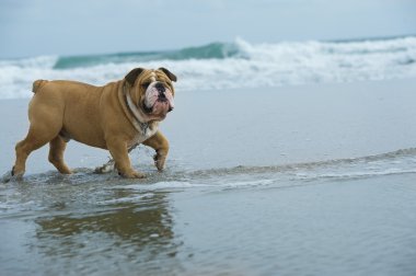 Denizde çalışan mutlu köpek bulldog