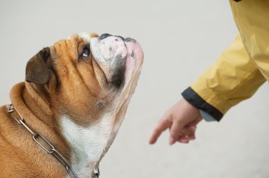 Sadık köpek portre bulldog