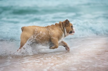 Denizde çalışan mutlu köpek bulldog