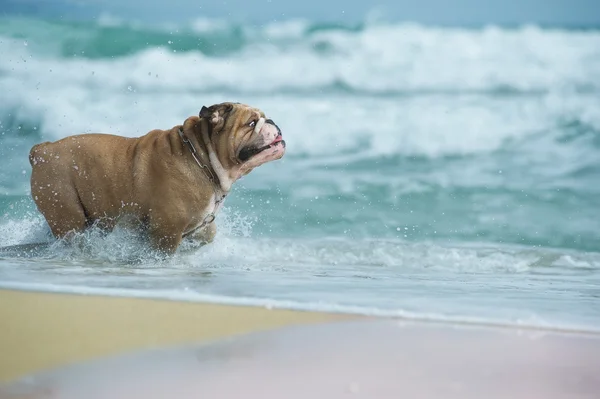 Szczęśliwy pies Buldog działa na morzu — Zdjęcie stockowe