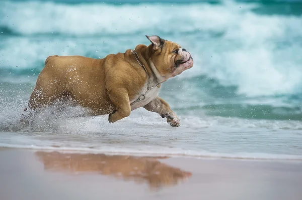 Счастливый пёс Бульдог бежит по морю — стоковое фото