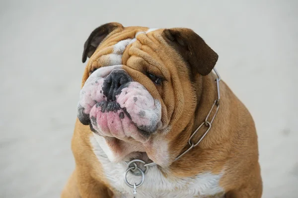 Retrato de Bulldog — Foto de Stock
