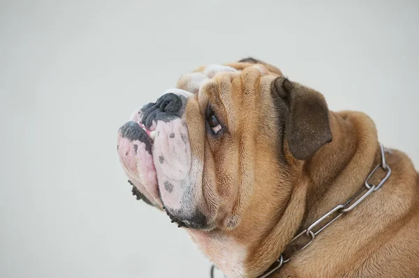 Bulldog portrait — Stock Photo, Image