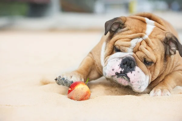 Happy dog Bulldog playing with apple — Stock Photo, Image