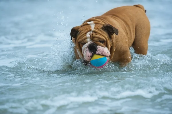 在海边玩的快乐的狗斗牛犬 — 图库照片