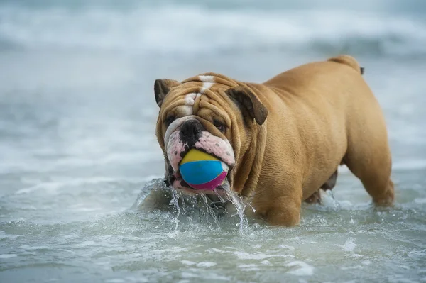 在海边玩的快乐的狗斗牛犬 — 图库照片