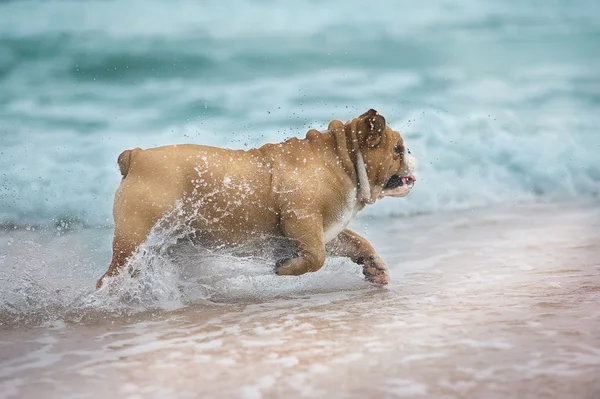 Glücklich Hund Bulldogge läuft am Meer — Stockfoto