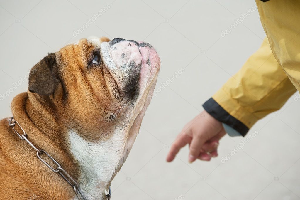 Obedient dog portrait Bulldog — Stock Photo © tanyxa333 #6943512